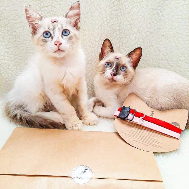 Coleira de gato breakway