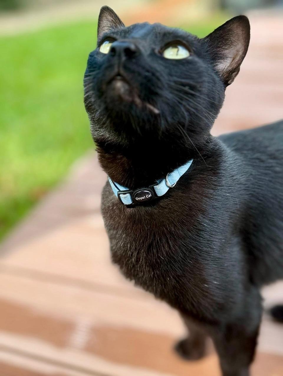 Coleira de Gato Anti Enforcamento Breakaway c/ Identificação nome e telefone Oops! Cat 24 538789418 18513331384012155 69980567447836871 n