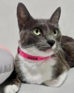 Coleira gato com nome e telefone DeepPink - Imagem 2