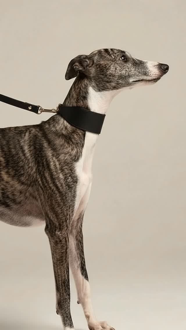 Coleira de Gato Anti Enforcamento Breakaway c/ Identificação nome e telefone Oops! Cat 21 613551448 1530456524847968 8949074186420739057 n 1