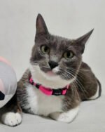 Coleira gato com nome e telefone DeepPink - Imagem 3