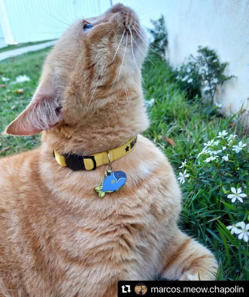 Coleira de Gato Anti Enforcamento Breakaway c/ Identificação nome e telefone Oops! Cat 14 Plaquinha de Identificação para Gatos