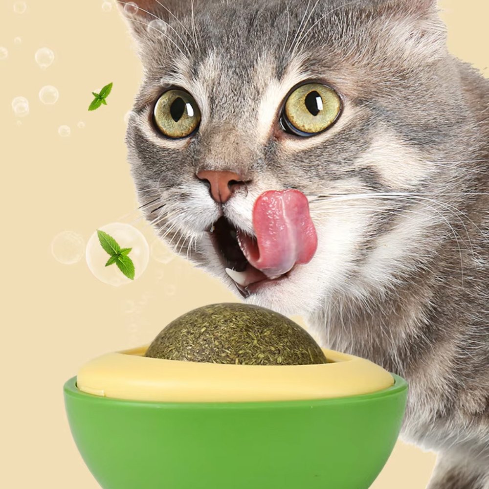 Coleira de Gato Anti Enforcamento Breakaway c/ Identificação nome e telefone Oops! Cat 1 catnip natural para gatos 2