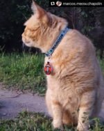 Tag identificação gato face cat ref02 - Imagem 4